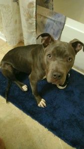 Meet your Posher, Donald